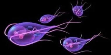 Giardia